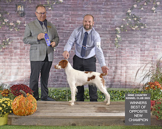 Show Champion Brittany Reba 
title=