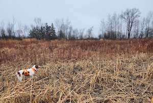 Brittany Ruffwood's Reba on point
title=